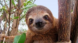 a cute baby sloth