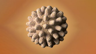 an illustration of a 'fossilized' retrovirus