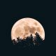 The silhouette of a tree against the full moon.