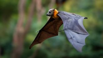 a flying fox in flight