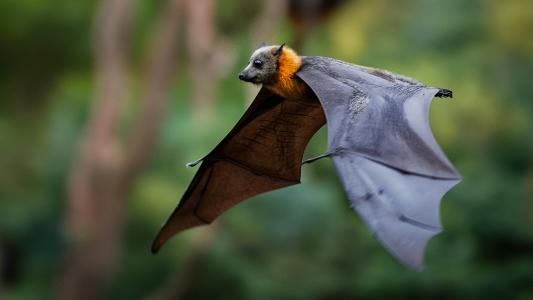 a flying fox in flight