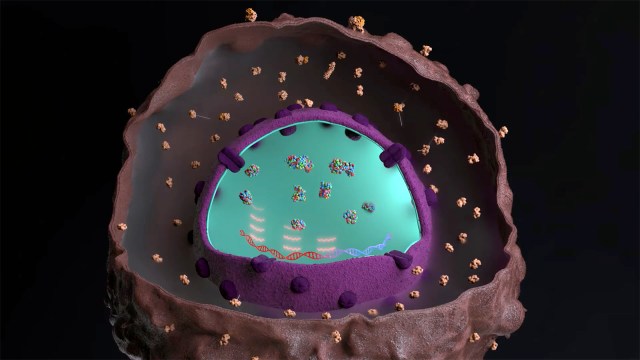 an illustration of the interior of a cancer cell