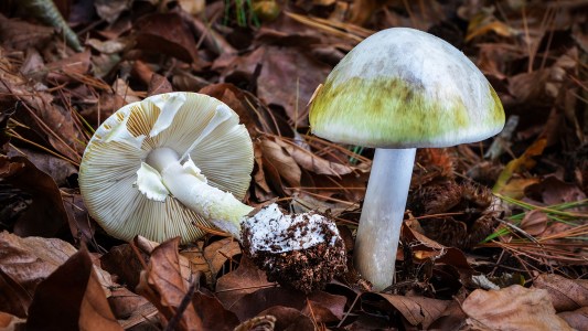two death cap mushrooms