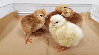 four baby chicks