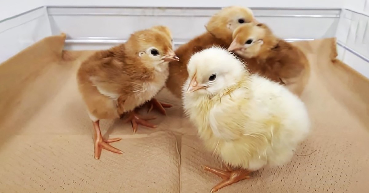 New kind of chicken lays eggs that don’t have allergy protein