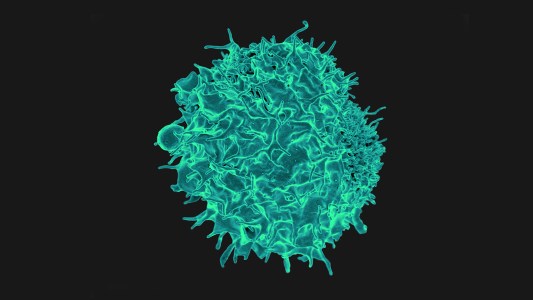 Colorized scanning electron micrograph of a T lymphocyte
