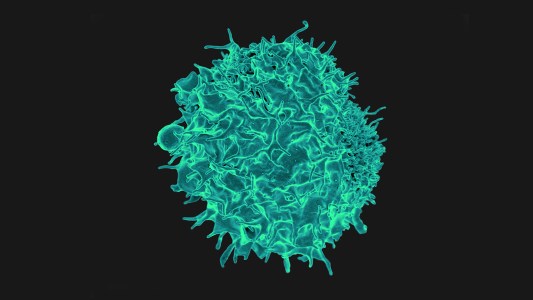 Colorized scanning electron micrograph of a T lymphocyte