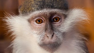 a closeup on the face of a monkey