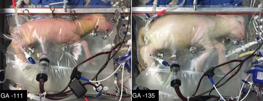 A lamb in a clear Biobag on day 111 of gestation (left) and day 135 (right)