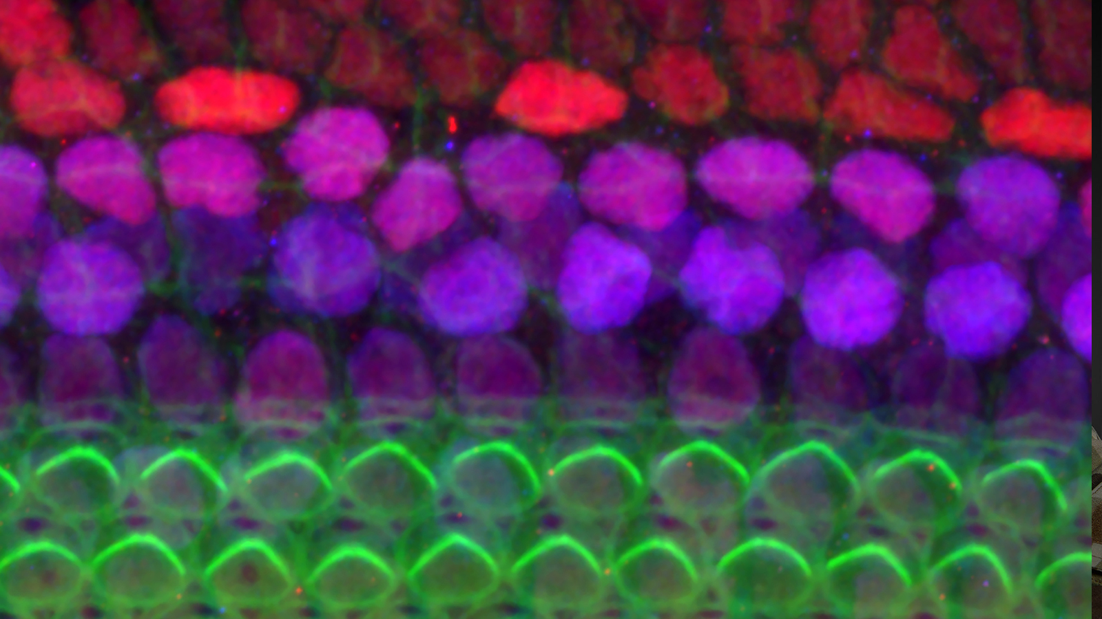 a mouse cochlea under a microscope