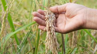 a closeup of a hand in a field holding rice that appears damaged