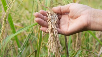a closeup of a hand in a field holding rice that appears damaged