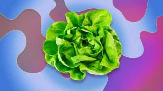 a head of lettuce on a colorful background