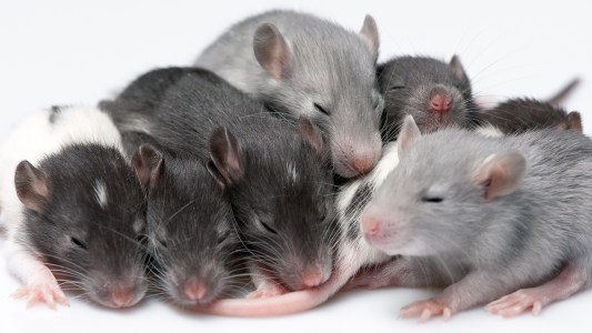a litter of baby mice sleeping