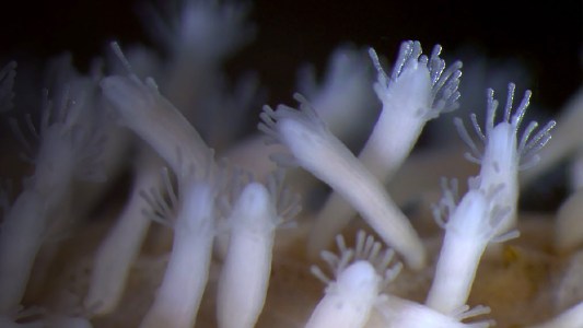 a close-up of a colony of Hydractinia symbiolongicarpus