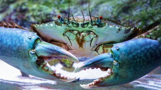 A close up of a blue crab with its mouth open, showcasing its natural energy storage systems.