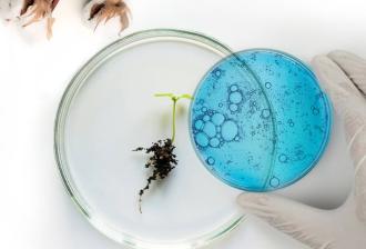 a hand holding a plate with a lab-grown cotton plant in it.