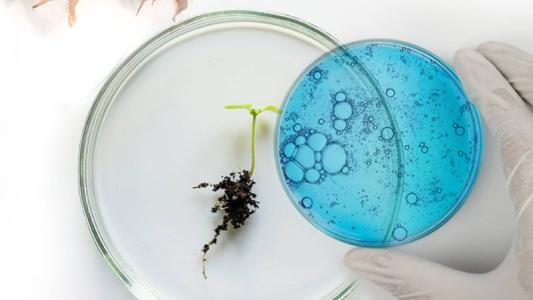 a hand holding a plate with a lab-grown cotton plant in it.