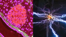 a collage of mouse pancreatic cells and electricity