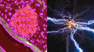 a collage of mouse pancreatic cells and electricity
