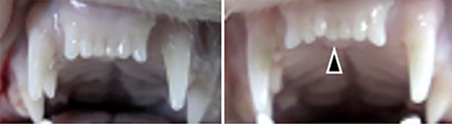 Two pictures showcasing a ferret's mouth with a normal number of teeth (left) and with one extra following treatment (right)