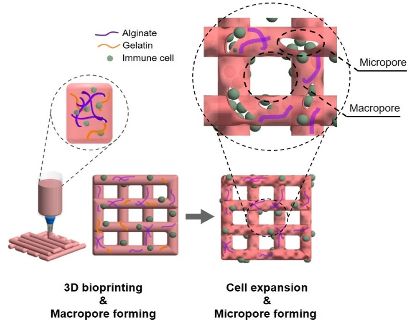 a diagram showing the 3D-printed hydrogels containing NK cells