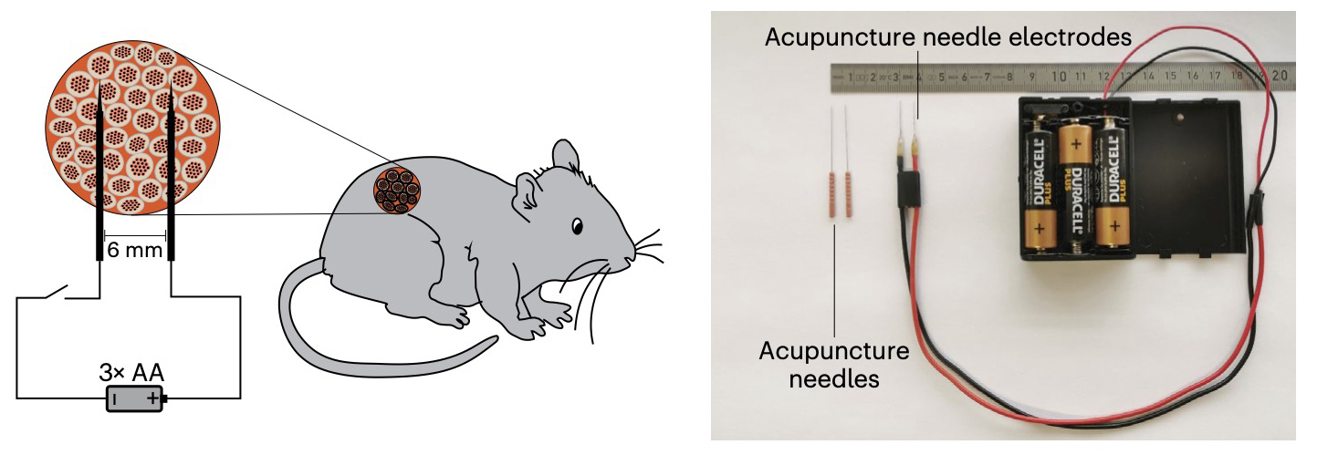 A picture of a wearable device used to trigger gene expression and a diagram showing how it works in mice