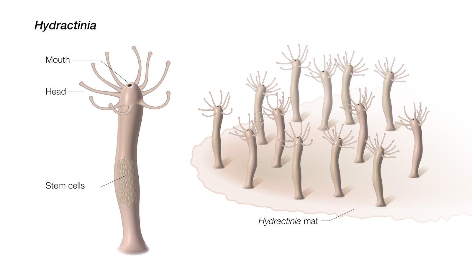 a diagram showing the structure of Hydractinia