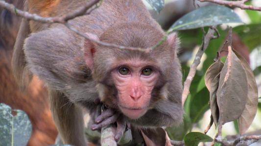 A monkey sitting on a branch in the forest.