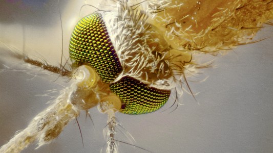 A close up of a mosquito's eye.