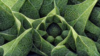 A close up of a leaf.