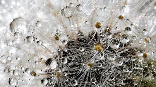 A close up of a dandelion with water droplets.