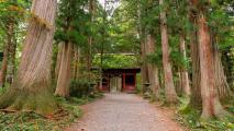 Japanese temple amidst tall trees.