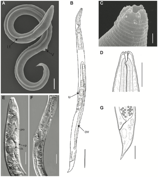 A series of images showing different types of worms.