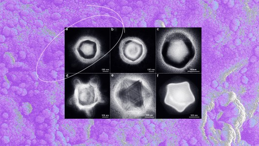 Four different electron microscopy images of giant viruses on a purple background.