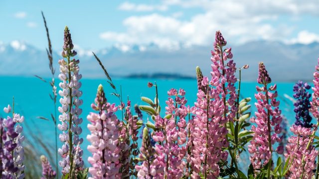 Lupine flowers in front of a lake with mountains in the background.