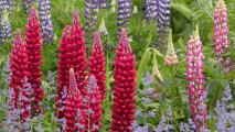 Lupine flowers with purple, red and blue blooms in a garden.