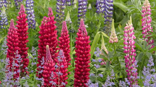 Lupine flowers with purple, red and blue blooms in a garden.
