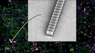 a magnified row of the silicon boxes in the molecular test