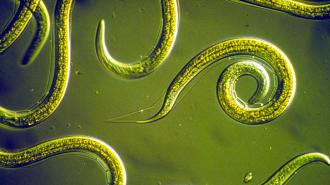 A close up of a green worm exhibiting cryptobiosis.