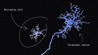 A close-up of an immune cell.