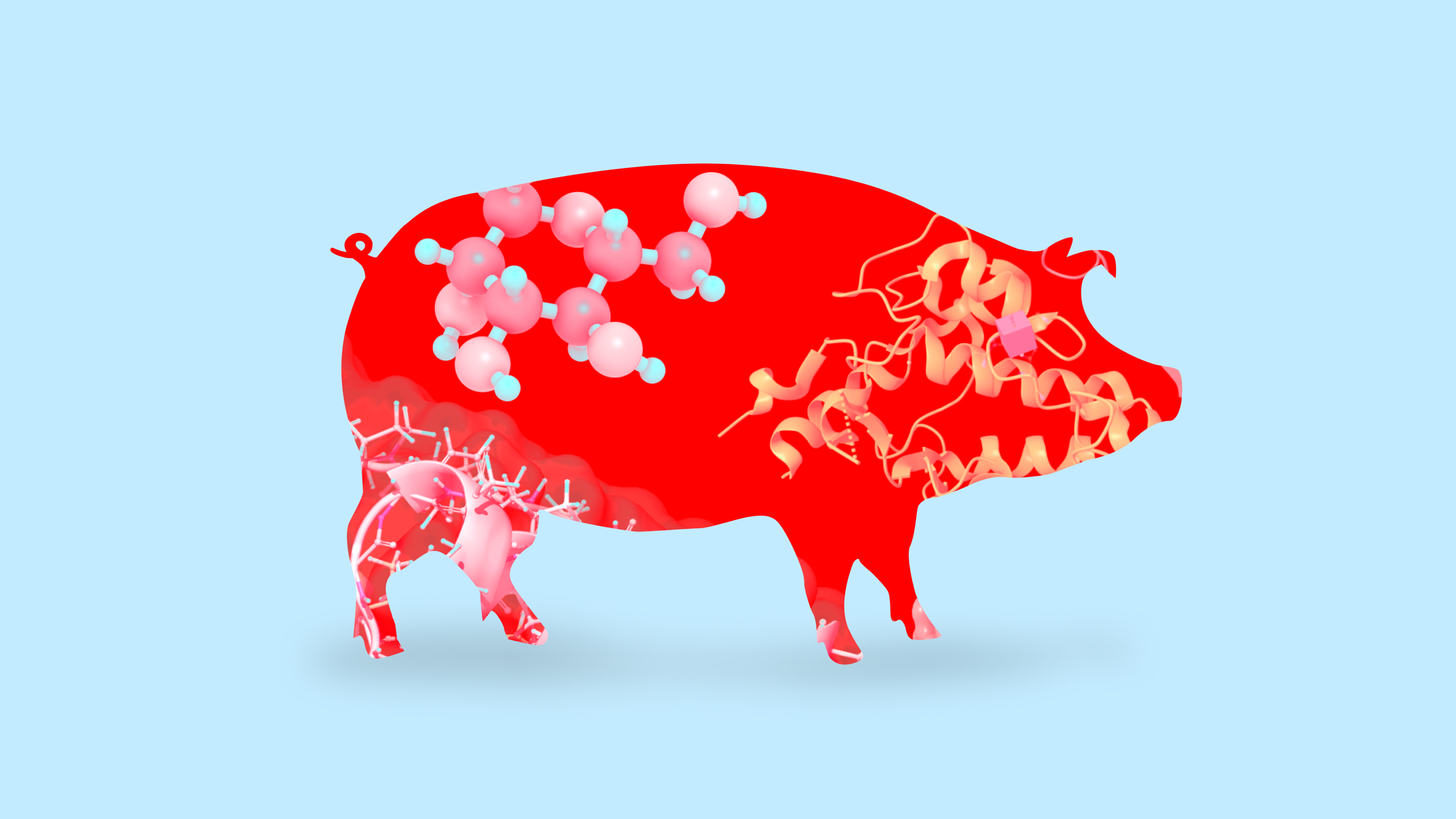 Want to lose weight? Try eating like a pig