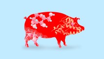 A red pig on a blue background trying to lose weight.
