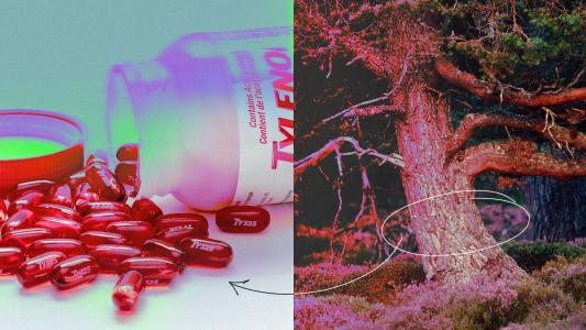 A bottle of pain relievers next to a tree.