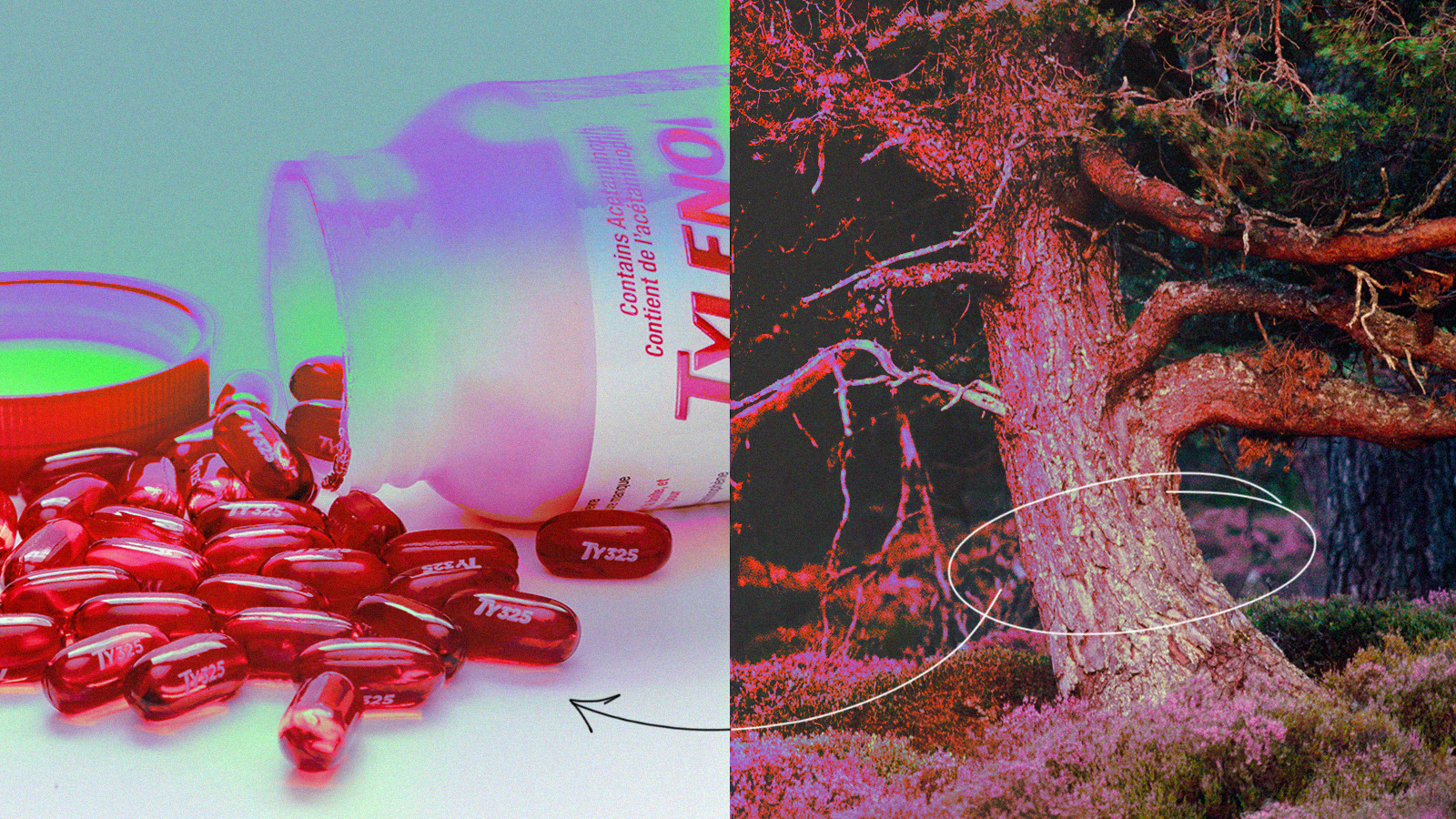 Scientists make pain relievers from pine trees rather than fossil fuels