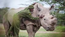A man is petting a northern white rhino in a field.