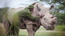 A man is petting a northern white rhino in a field.
