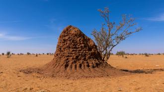 A termite mound towering in the middle of a desert.