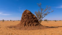 A termite mound towering in the middle of a desert.