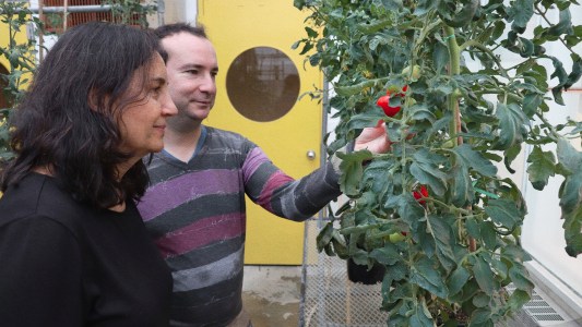 Two people examining mutant tomatoes in a greenhouse.